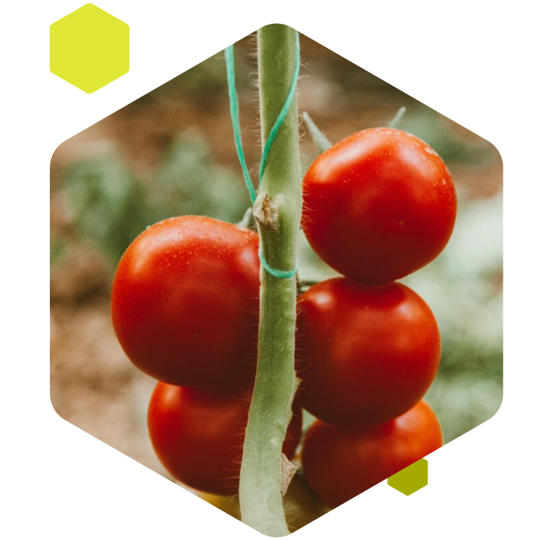 A rendszer kihívásai