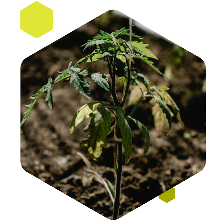 Crop Monitor Challenges