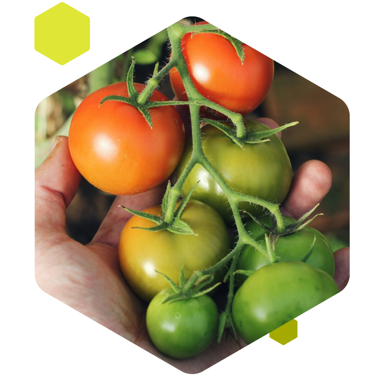 Automatizált növekedéskövetés