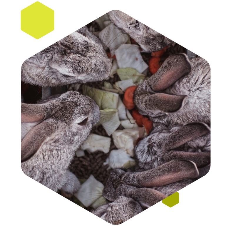 Nyúltenyészet a Tetrabbit Kft.-nél